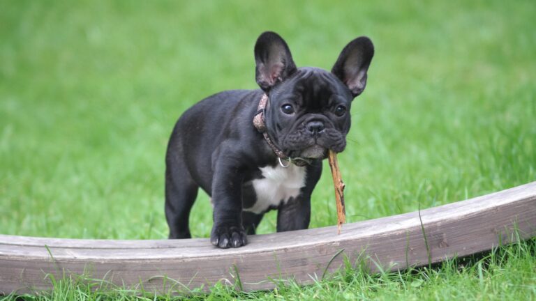2023 Guide: French Bulldog Insurance Costs & Tips