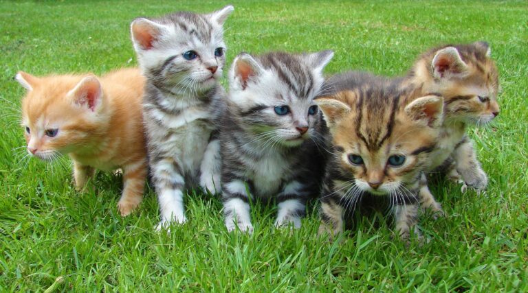 Top Insurance for Early Years Kitten Care