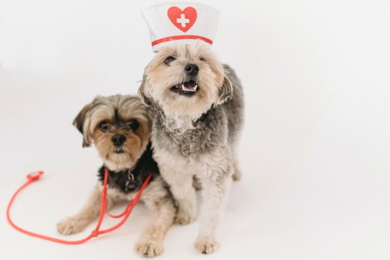 Uniting VCA Pet Insurance with Wellness Plans