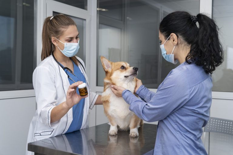 Pet Insurance for Dogs Best in Florida: A 2024 Guide